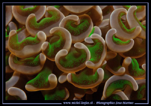 Euphyllia ancora - taken in the waters of Lembeh Strait..... by Michel Lonfat 